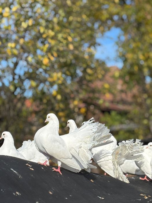 Schimb porumbei înfoiati cu voiajori sau gutufani