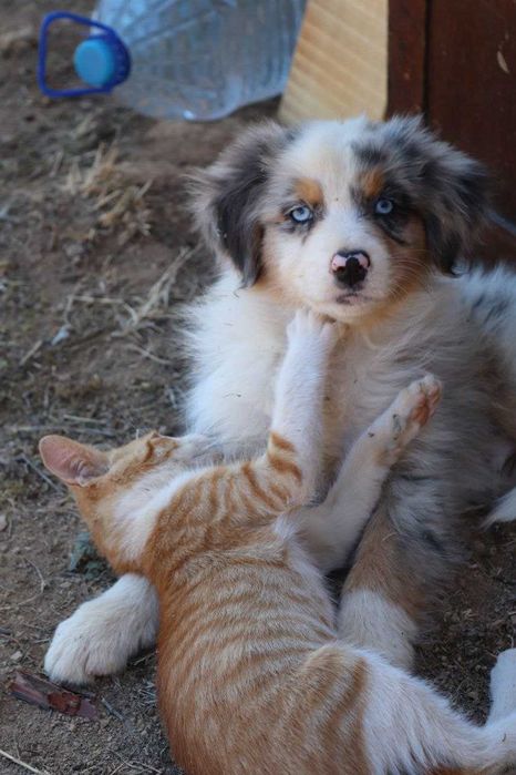 Красив австралийски овчар – мъжки, роден на 01.05.2023, търси нов дом