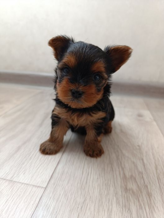 Йоркширский терьер