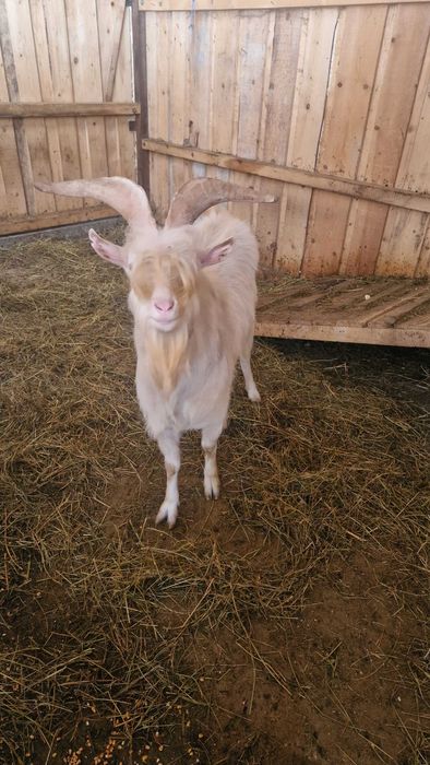 ȚAP SANNEN disponibil