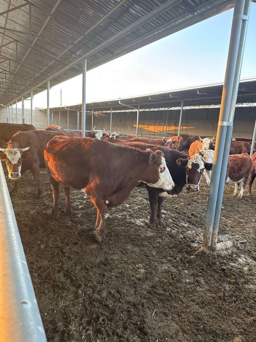 Герифорд тугишга 15-20 колган