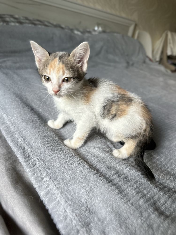 Котята в поисках дома
