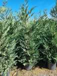 Photinia pe tija- tuia leylandi-cedru - artar rosu japonez
