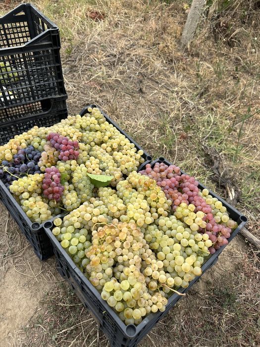 Vand struguri pentru vin