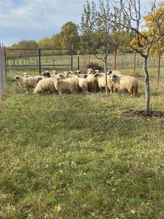 Oi tinere de vanzare