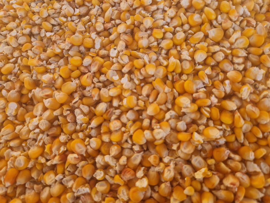 Porumb boabe producție  2025 ambalat la 40 kg