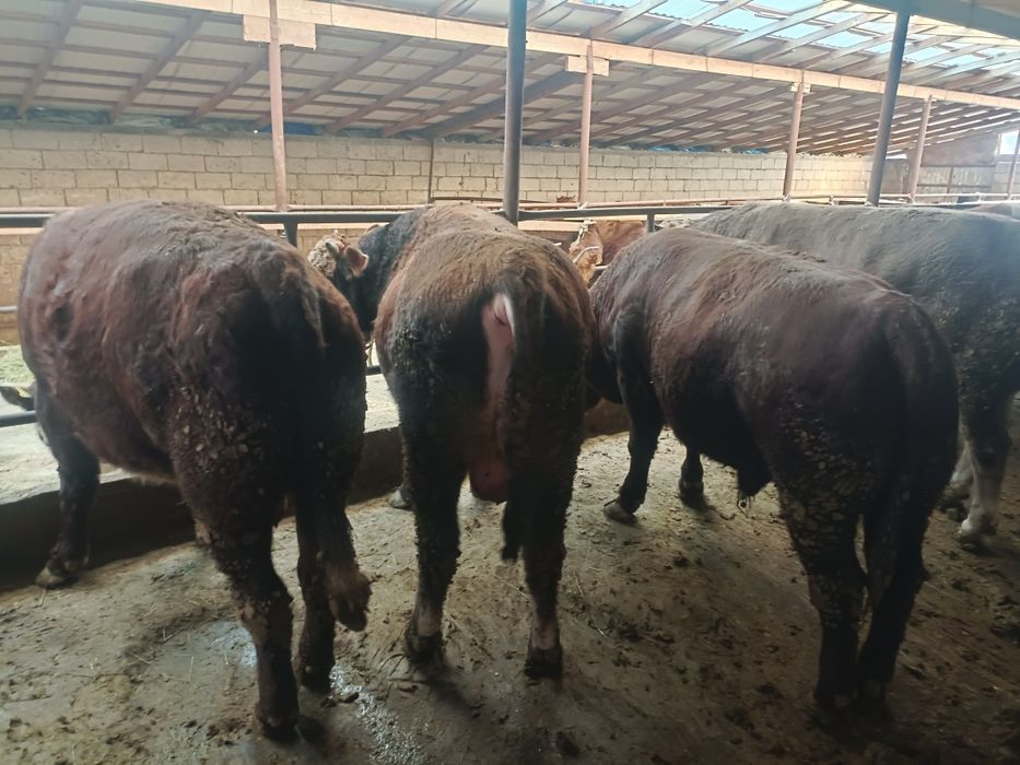 Етке арналған семіз бұқалар