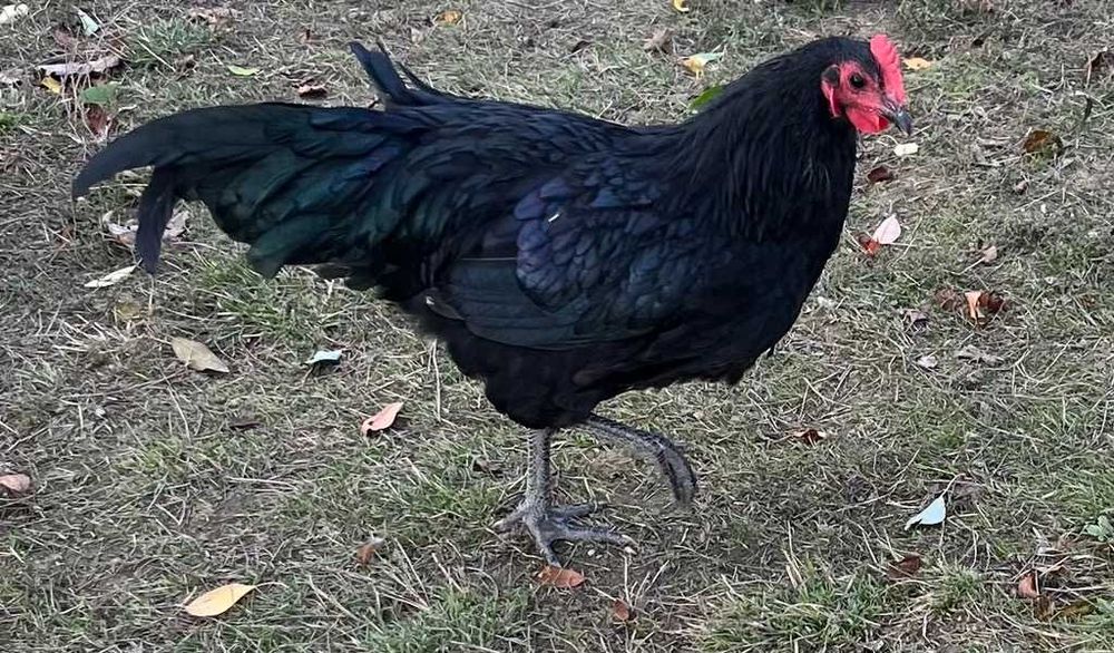 Cocosi Australorp