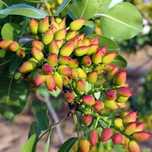 Fistic pistacia Vera