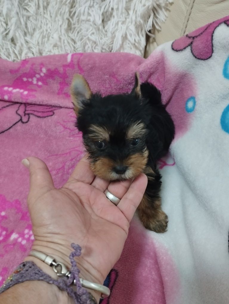 Baietel Yorkshire Terrier Mini Toy