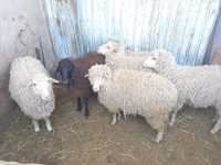 Продам овцы и бараны