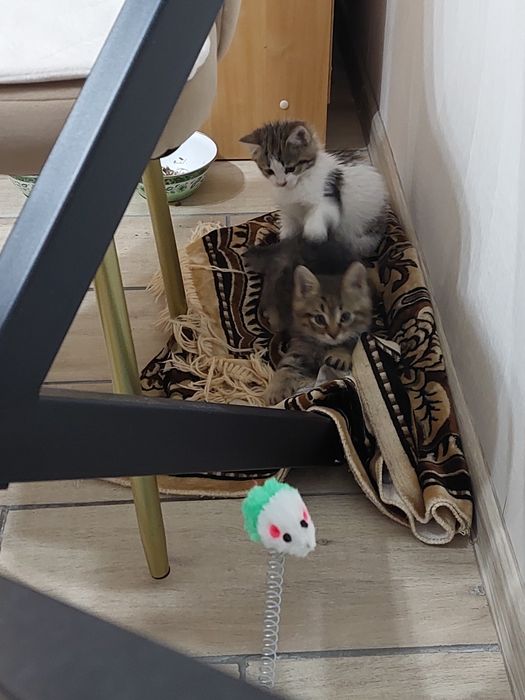 Отдам котят бесплатно