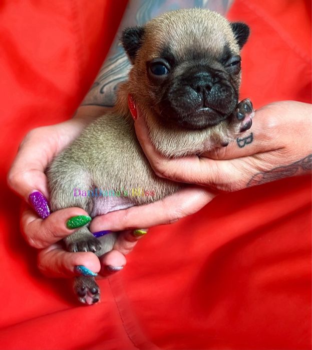 Bulldog francez bej cu pedigree - baietel