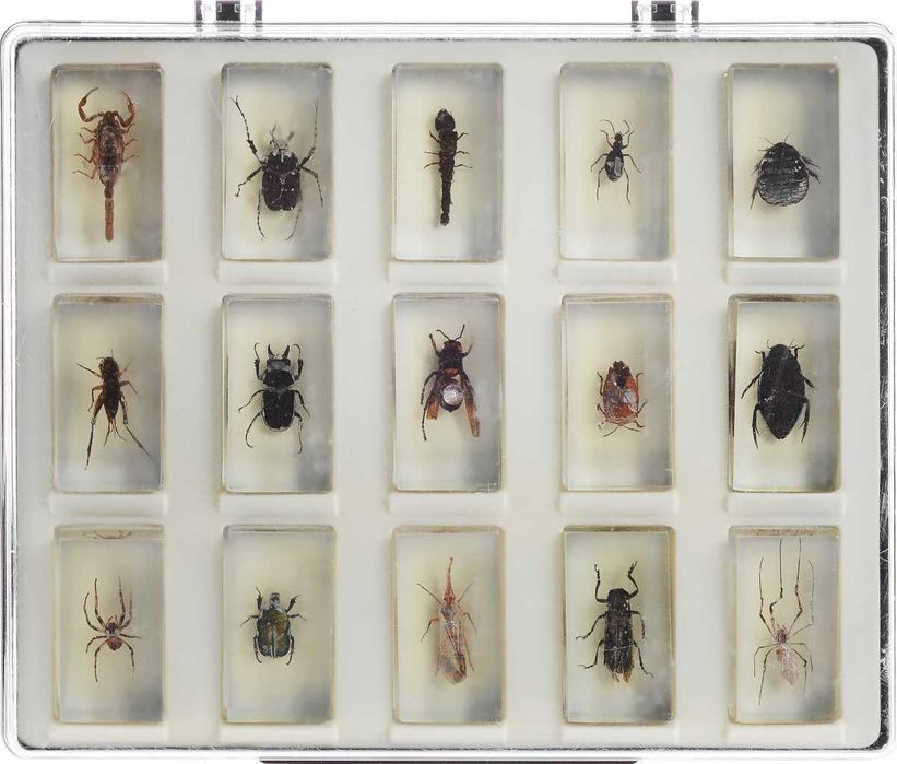 Коллекционный набор из 29 насекомых в 3 кейсах с доставкой