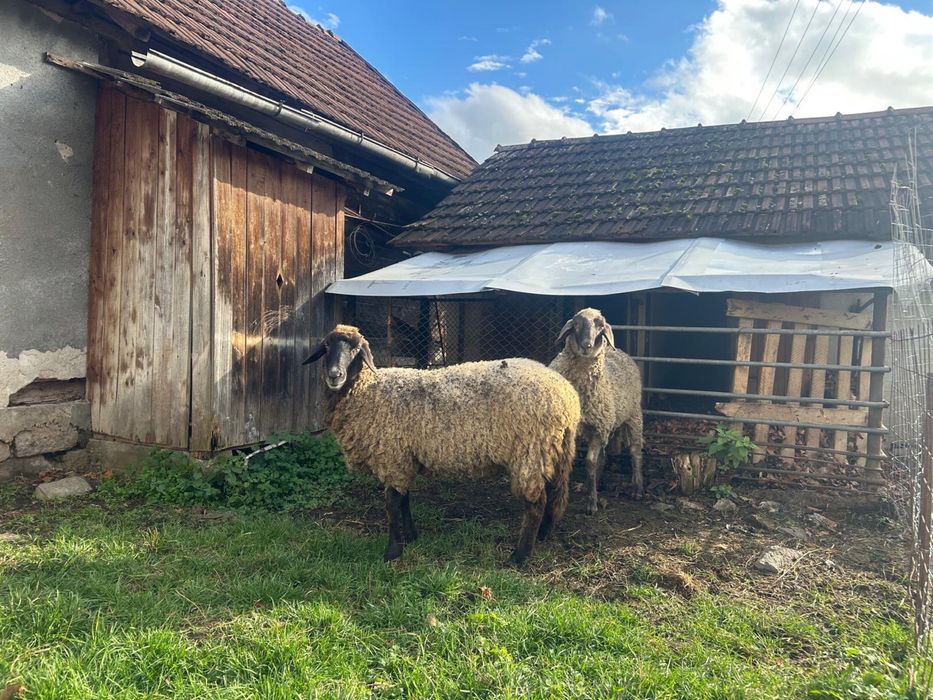 Berbec carabas si tapi alpin francez si metis sannen