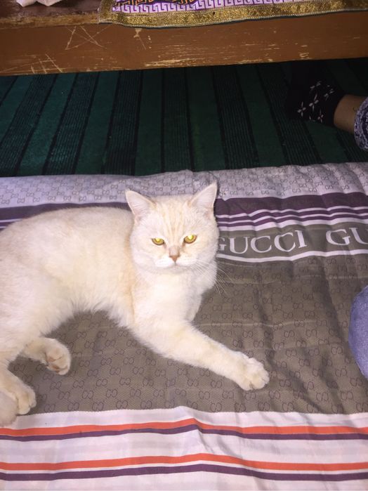 mushug sotiladi zor mushug erkak mushug