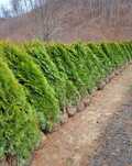 Plante ornamentale pentru un decor natural și durabil!