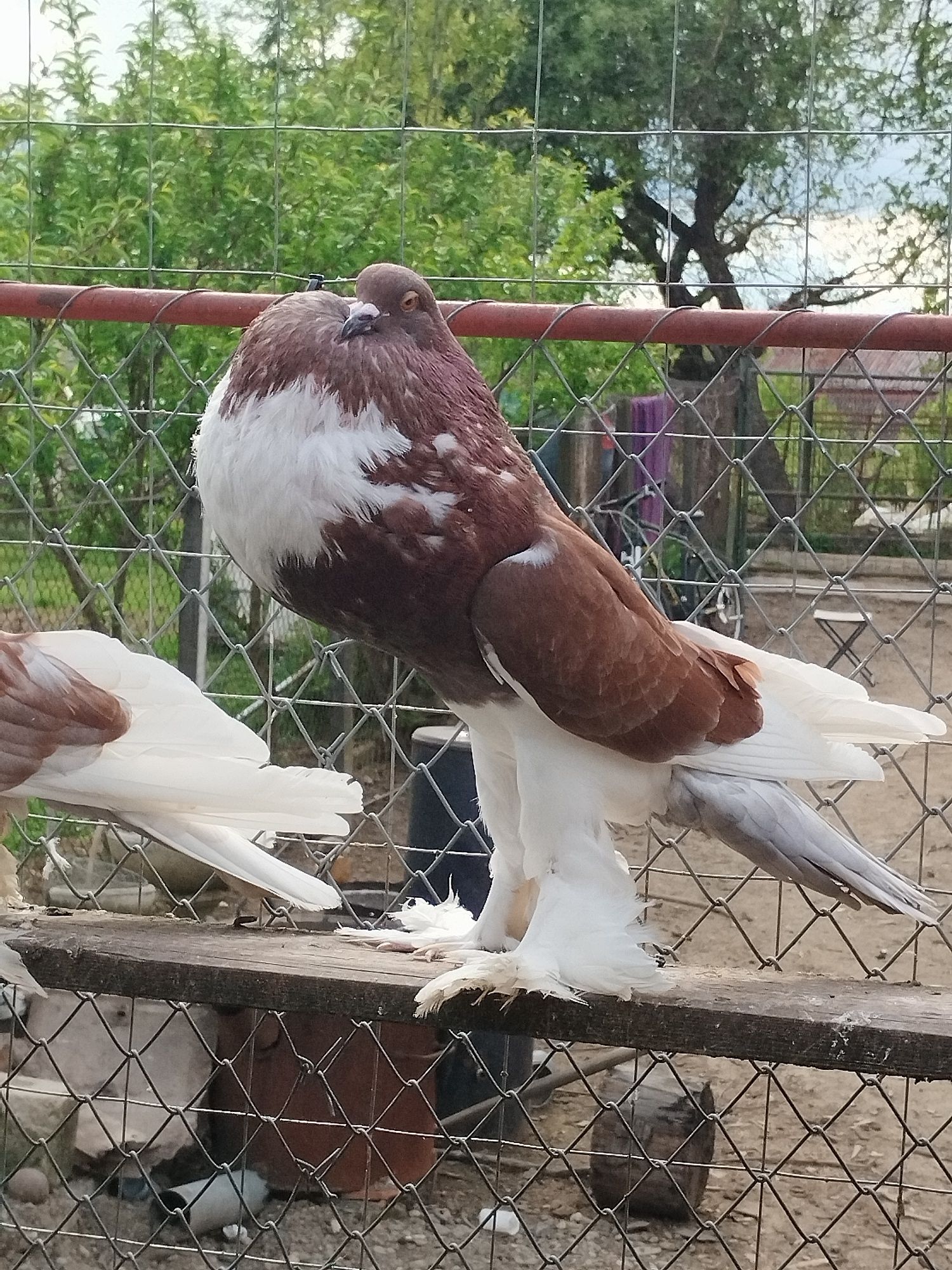 Porumbei gușați de pomerania