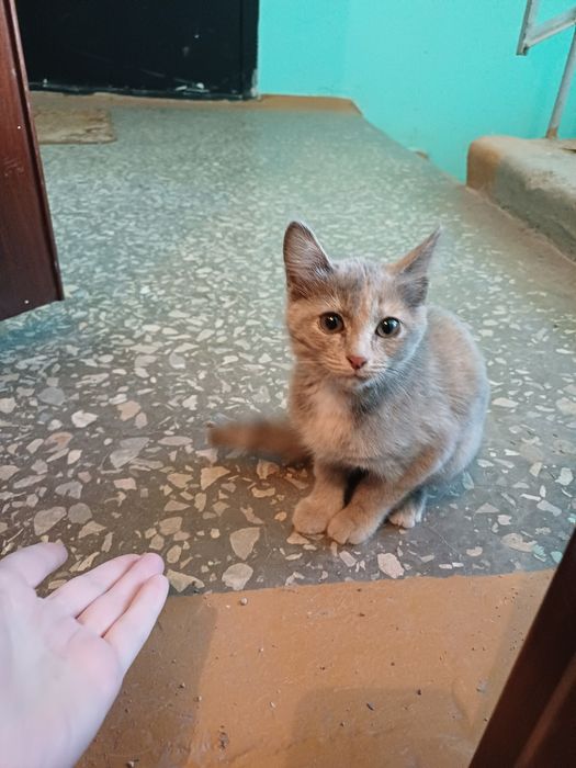 Котёнок маленький