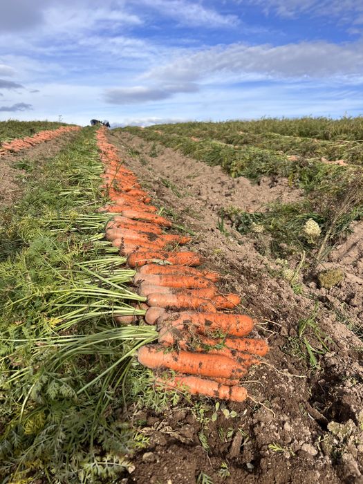 Cartofi si morocvi de consum si de animale