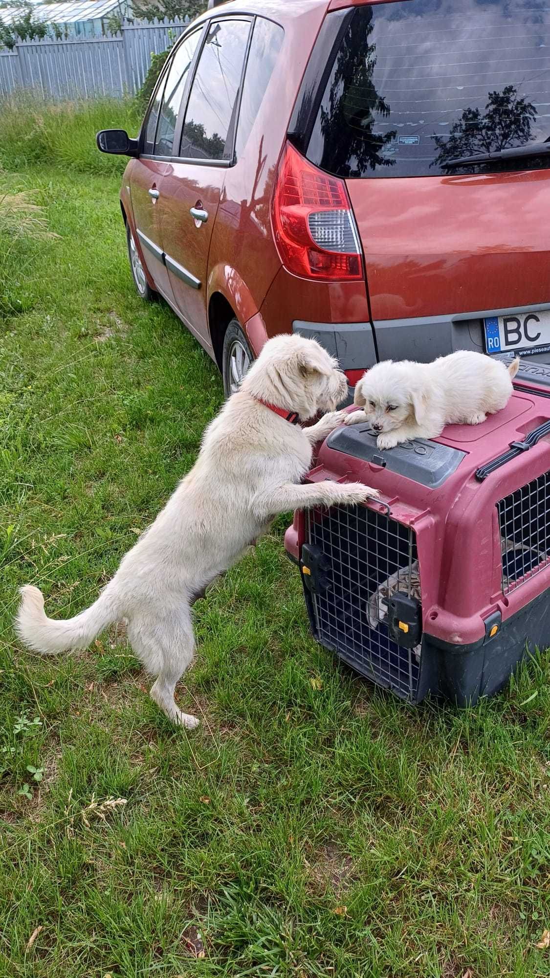 DONEZ : căței drăgălași / talie mică spre medie: mama are 12 kg