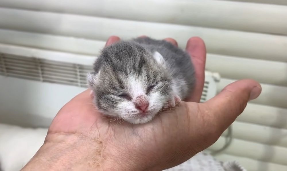 Нужен новорожденный котёнок даром срочно!
