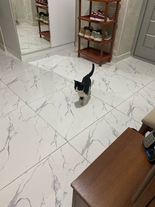 Котенок девочка 3 месяца в добрые руки