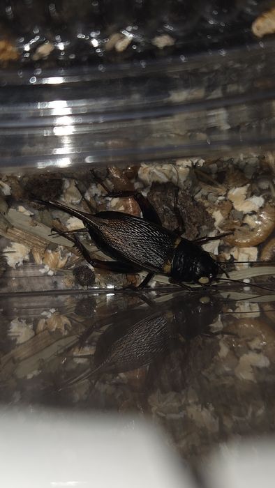 Gryllus bimaculatus-greieri