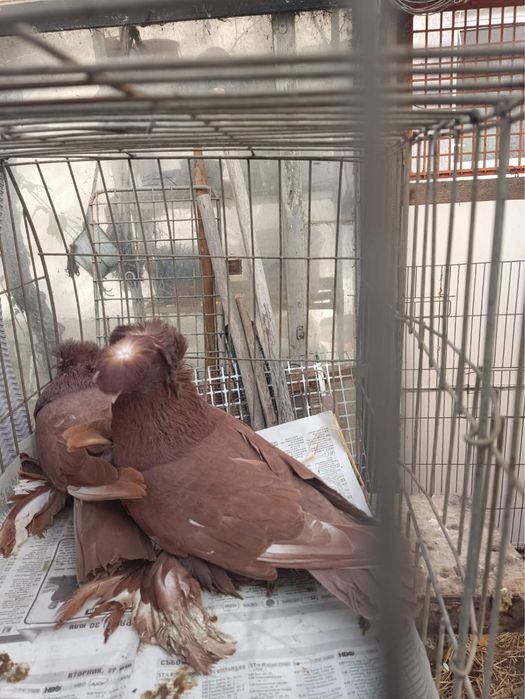 Немски Барабанчик Динкеши