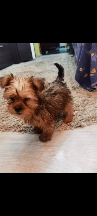 Yorkshire Terrier - baiat