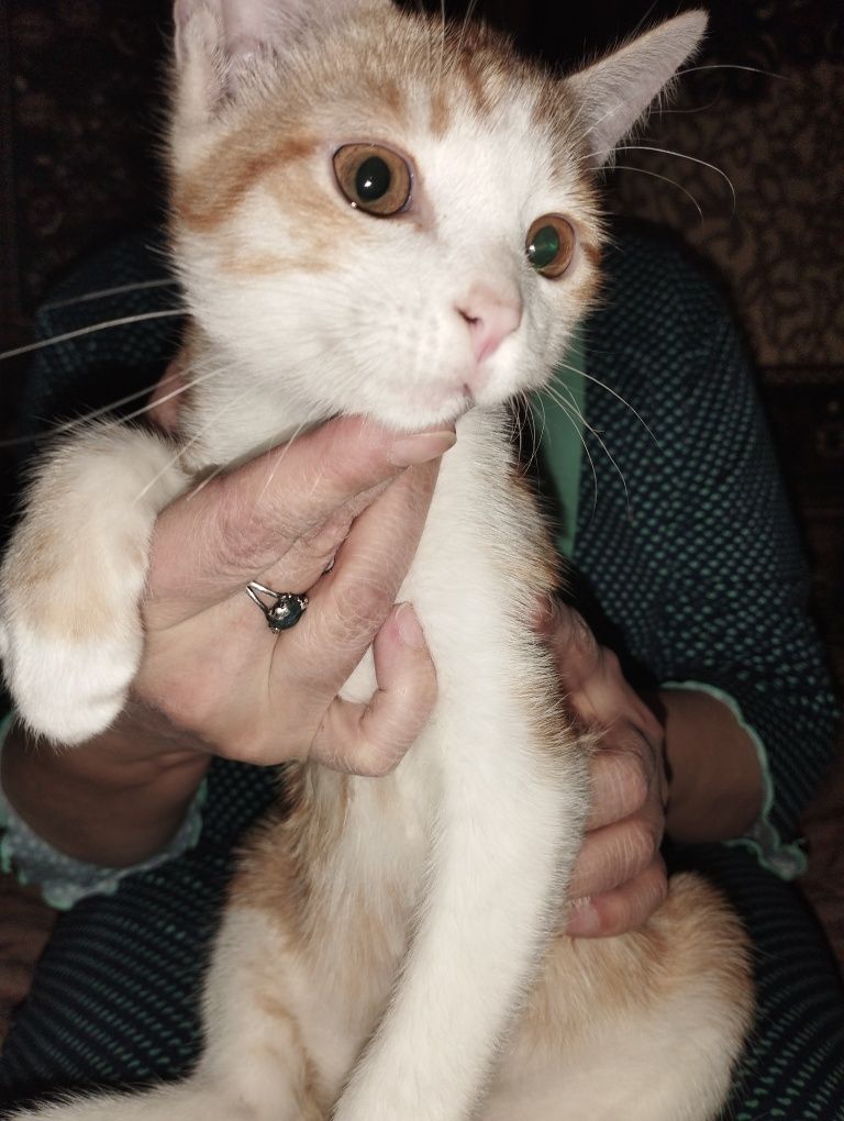 Котенок бесплатно