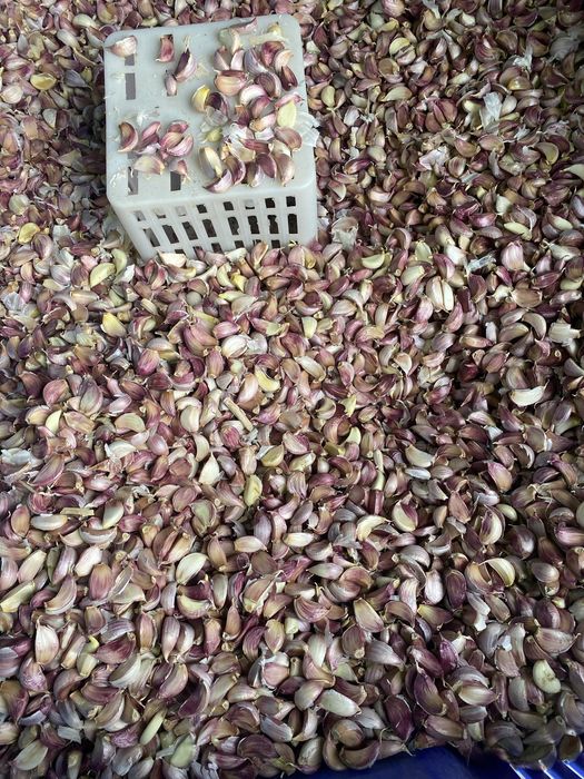 Usturoi de pus in pamant