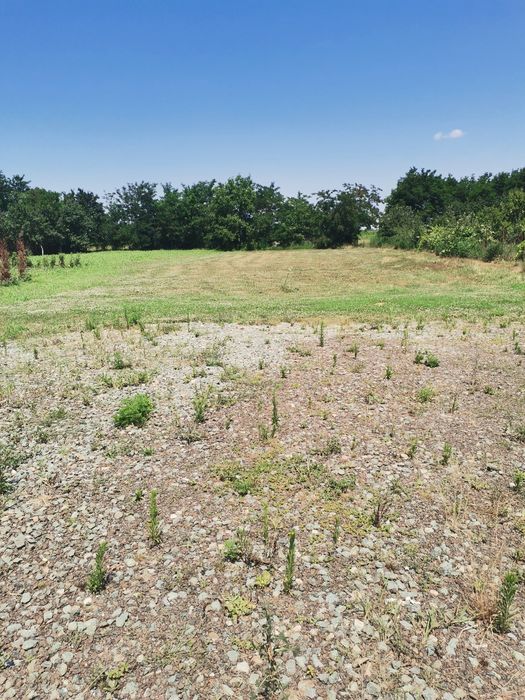 Vînd teren intravilan în localitatea Albina .