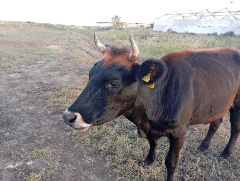 Продам корову возрастом 2,5 года