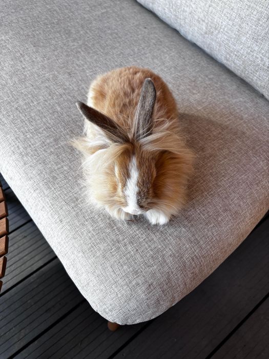 iepuri pitici,au 3 luni, sunt sanatosi