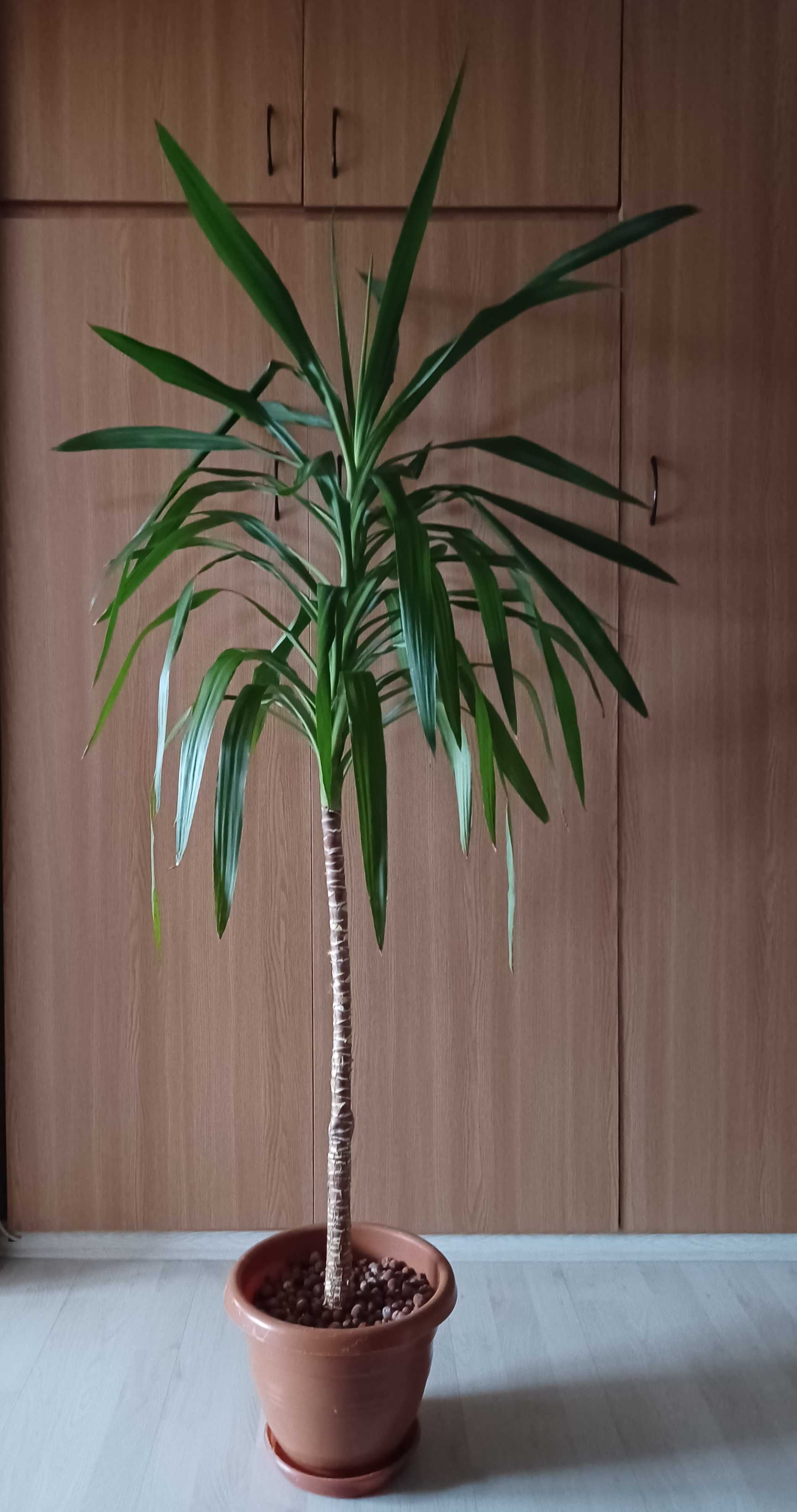 Yuka - planta interior - 150 cm