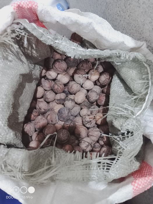 Грецкий орех  Грецкий орех