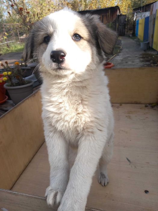 Породистые щенки, очень дешево