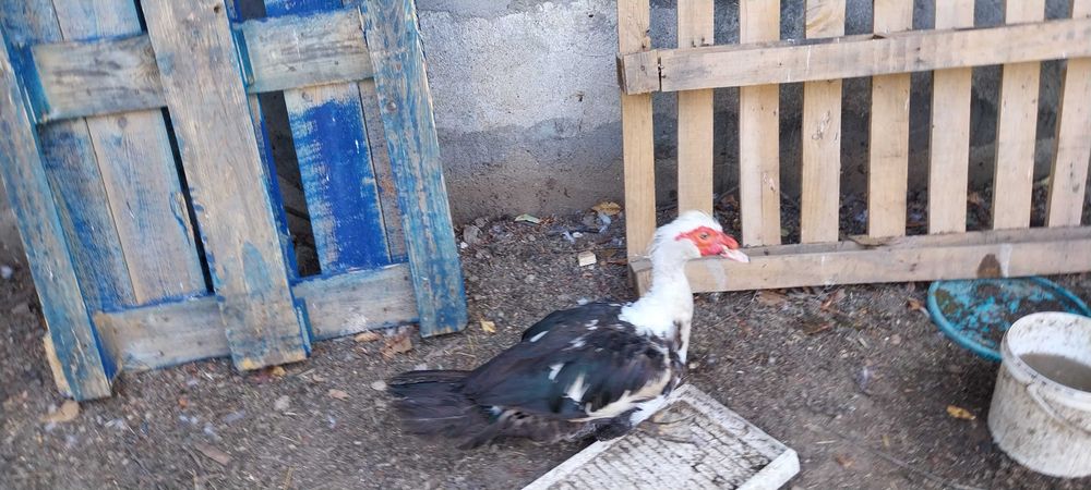 Ratoi Bio Rate Mute Lesesti