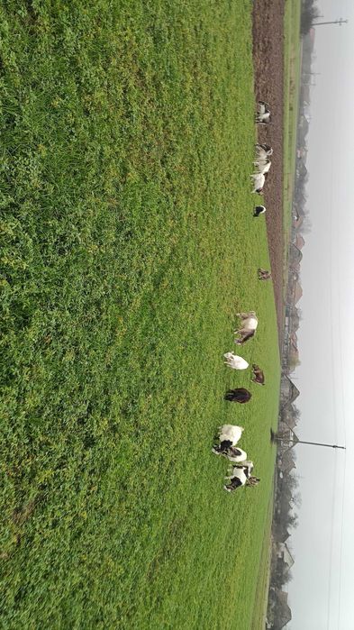 16 Capre de vânzare