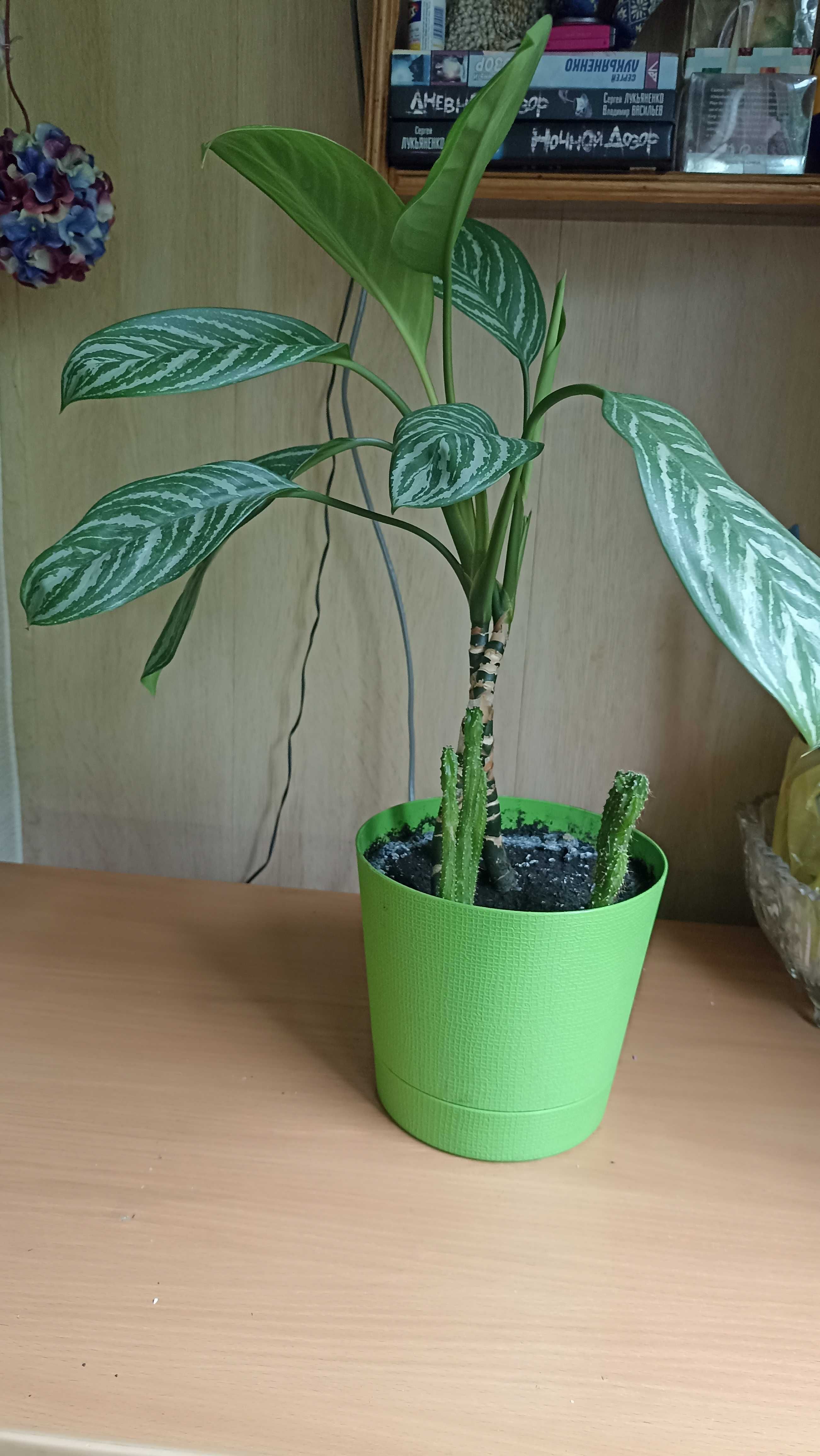Растения аглаонема и драцена для офиса и дома в хороших горшках