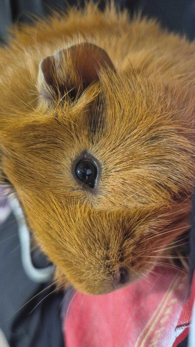 Продавам морски свинчета