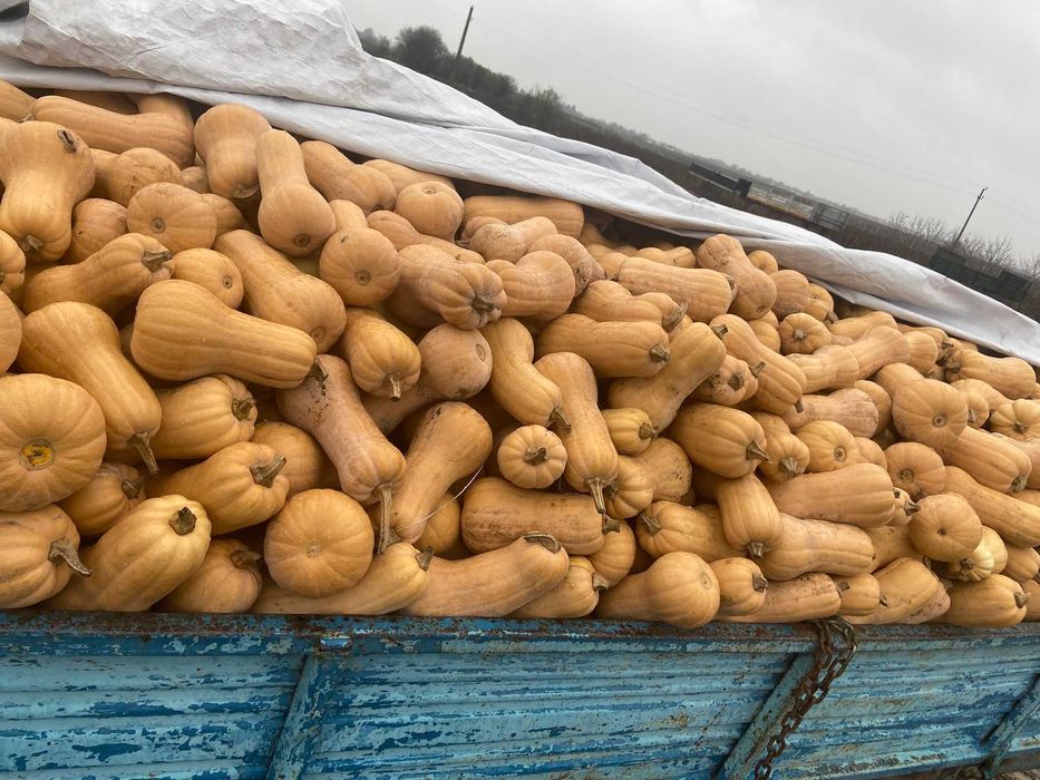 Vând dovleci plăcintari