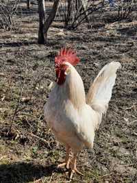 Oua pentru incubat Leghorn