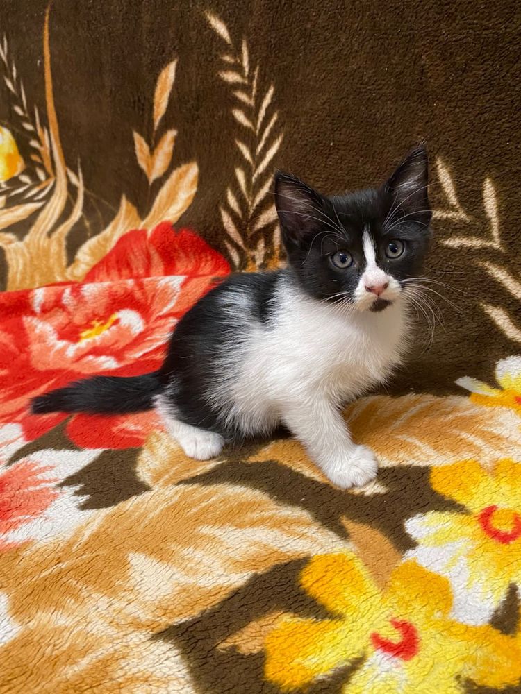 Отдаем котенка в добрые руки (кошка, котенок)