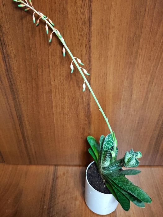 Гастерия — суккулент для дома неприхотливое комнатное растение