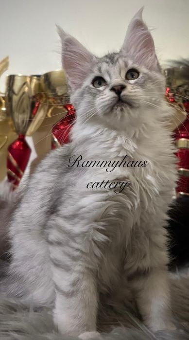 Felisa autorizata WCF, vinde pisoi cu pedigree rasa Maine coon