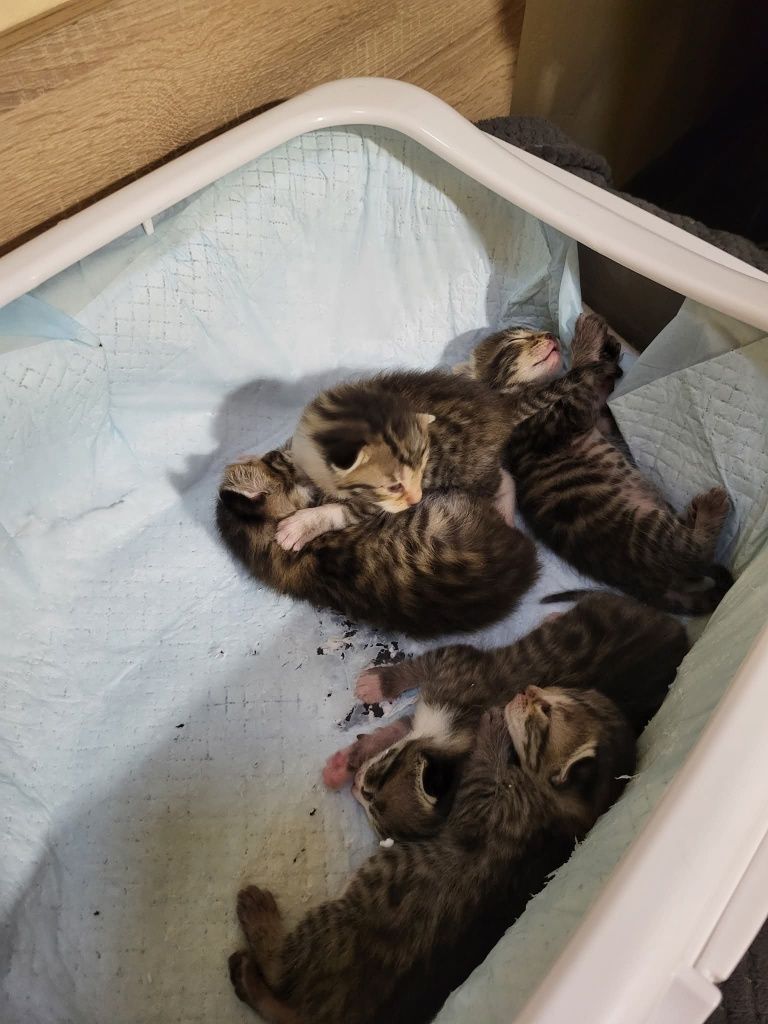 5 котенца си търсят дом!