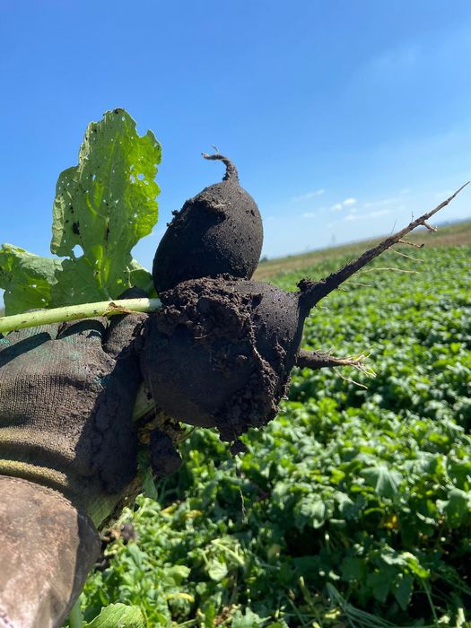 Ridichi negre calitate extra