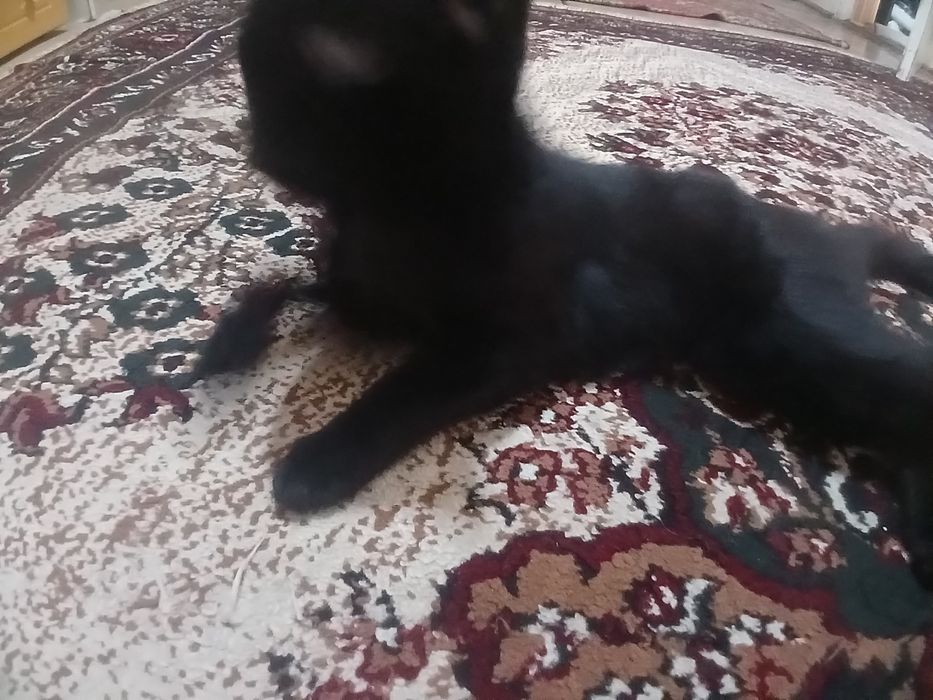 Mushuk ogil bola top toza
